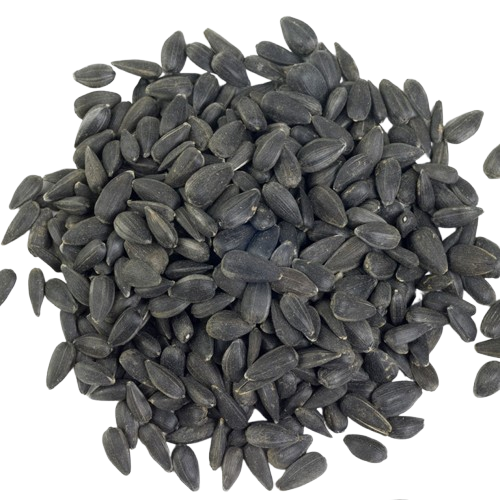 زريعة كحلة