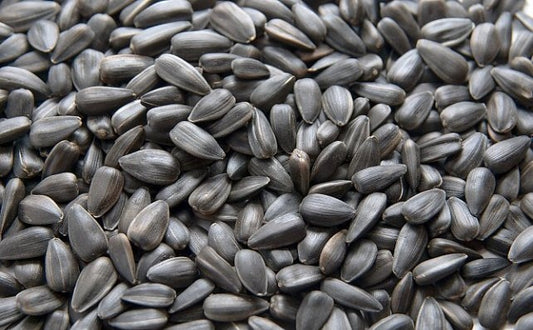 زريعة كحلة