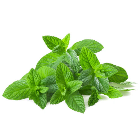 نعناع