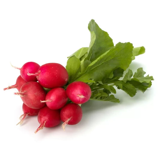 فجل